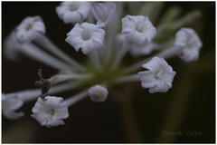 Spermadictyon suaveolens